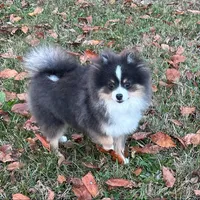 Riggs, a male Pomeranian for sale in Lyons, GA – Photo 5 of 9