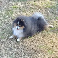 Riggs, a male Pomeranian for sale in Lyons, GA – Photo 3 of 9