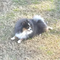 Riggs, a male Pomeranian for sale in Lyons, GA – Photo 2 of 9