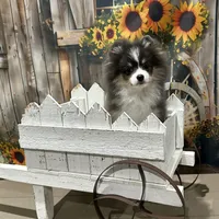 Riggs, a male Pomeranian for sale in Lyons, GA – Photo 8 of 9