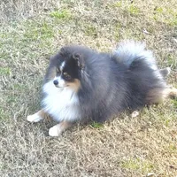 Riggs, a male Pomeranian for sale in Lyons, GA – Photo 1 of 9