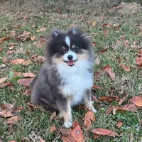 Riggs, a male Pomeranian for sale in Lyons, GA – Photo 4 of 9
