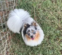 Jango, a male Pomeranian for sale in Lyons, GA – 2 of 4