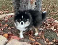 Rowan, a male Pomeranian for sale in Lyons, GA – Photo 3 of 10