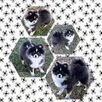 Rowan, a male Pomeranian for sale in Lyons, GA – Photo 7 of 10