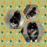 Rowan, a male Pomeranian for sale in Lyons, GA – Photo 5 of 10