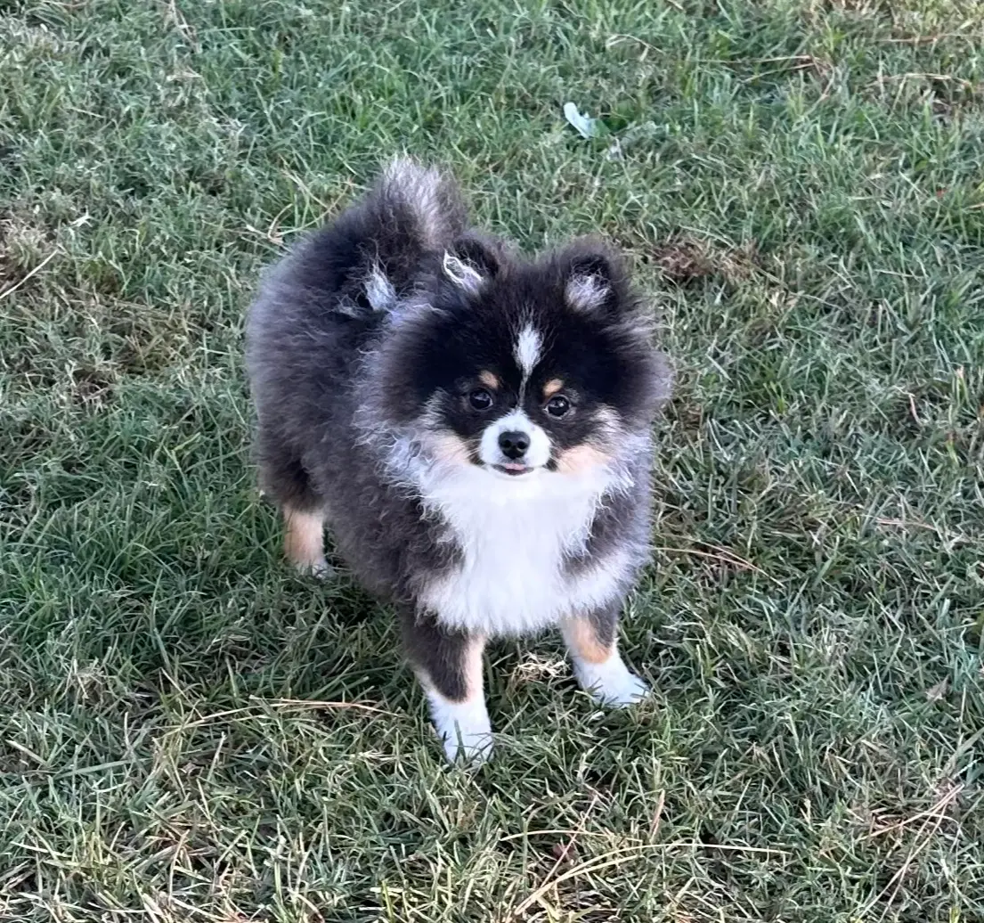 Rowan, a male Pomeranian for sale in Lyons, GA – Photo 8 of 10