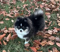 Rowan, a male Pomeranian for sale in Lyons, GA – Photo 2 of 10