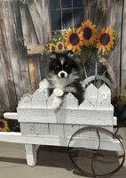 Rowan, a male Pomeranian for sale in Lyons, GA – Photo 9 of 10