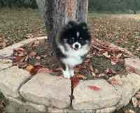 Rowan, a male Pomeranian for sale in Lyons, GA – Photo 1 of 10