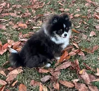 Rowan, a male Pomeranian for sale in Lyons, GA – Photo 4 of 10