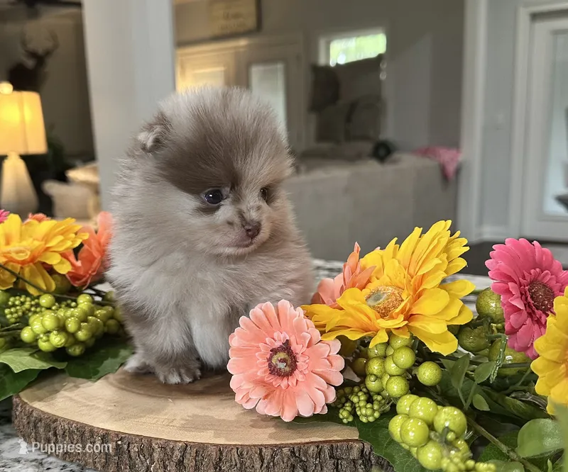Evie Grace – Pomeranian puppy for sale in Lyons, GA