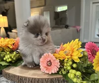 Evie Grace, a female Pomeranian for sale in Lyons, GA – 1 of 4