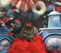 Lanie, a female Pomeranian for sale in Lyons, GA – 3 of 9