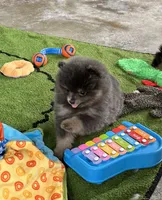Lanie, a female Pomeranian for sale in Lyons, GA – 2 of 9
