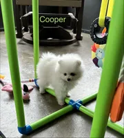 Cooper, a male Pomeranian for sale in Lyons, GA – 4 of 4