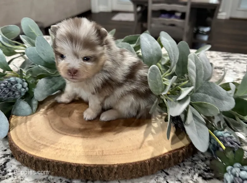 Bodhi – Pomeranian puppy for sale in Lyons, GA