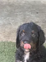 beary, a male Bernese Mountain Dog for sale in Whittier, CA – 4 of 4