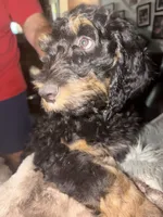 Baxter, a male Bernedoodle and Poodle - Standard  for sale in Whittier, CA – 2 of 4