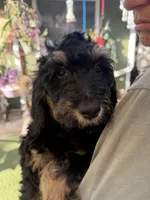 turq, a male Bernedoodle and Poodle - Standard  for sale in Whittier, CA – 1 of 3