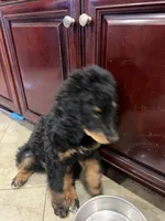 Tigger Lily F1, a female Bernedoodle for sale in Whittier, CA – 4 of 4