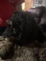 Baxter, a male Bernedoodle and Poodle - Standard  for sale in Whittier, CA – 4 of 4