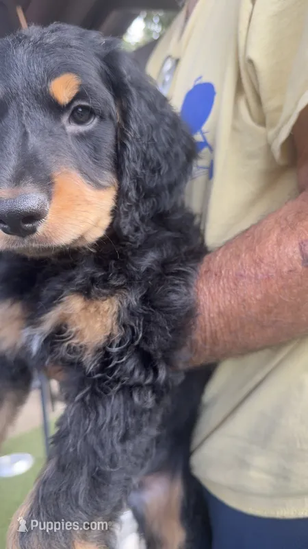 beary – Bernese Mountain Dog puppy for sale in Whittier, CA