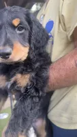 beary, a male Bernese Mountain Dog for sale in Whittier, CA – 3 of 4