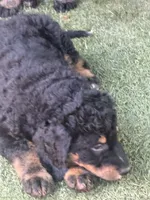 Reba, a female Bernedoodle for sale in Whittier, CA – 6 of 6
