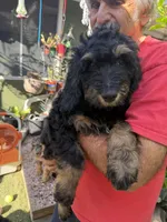 Blackie, a male Bernedoodle and Poodle - Standard  for sale in Whittier, CA – 1 of 1