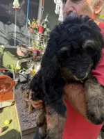 turq, a male Bernedoodle and Poodle - Standard  for sale in Whittier, CA – 2 of 3