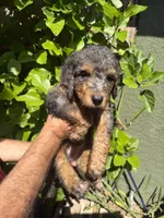 Reba, a female Bernedoodle for sale in Whittier, CA – 5 of 6
