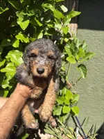 Reba, a female Bernedoodle for sale in Whittier, CA – 4 of 6