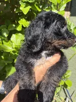 Reba, a female Bernedoodle for sale in Whittier, CA – 3 of 6