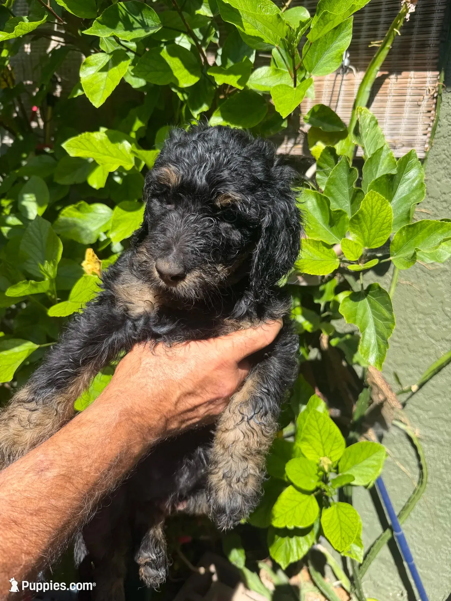 Tigger Lily, a female Bernedoodle for sale in Whittier, CA – 2 of 2