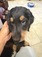 beary, a male Bernese Mountain Dog for sale in Whittier, CA – 1 of 4