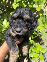 yellow , a male Bernedoodle for sale in Whittier, CA – 2 of 3
