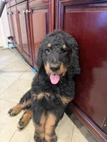 Tigger Lily F1, a female Bernedoodle for sale in Whittier, CA – 1 of 4