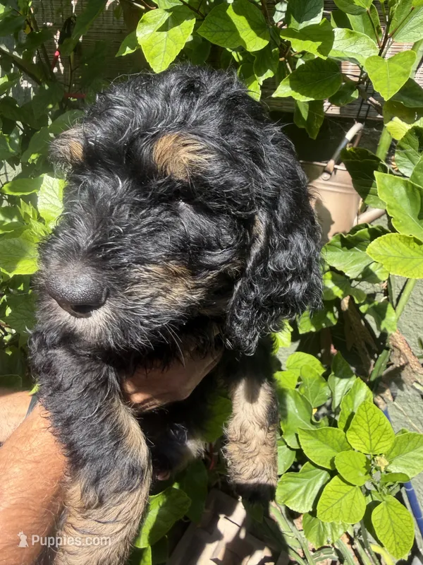 yellow  – Bernedoodle puppy for sale in Whittier, CA