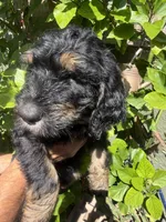 yellow , a male Bernedoodle for sale in Whittier, CA – 1 of 3