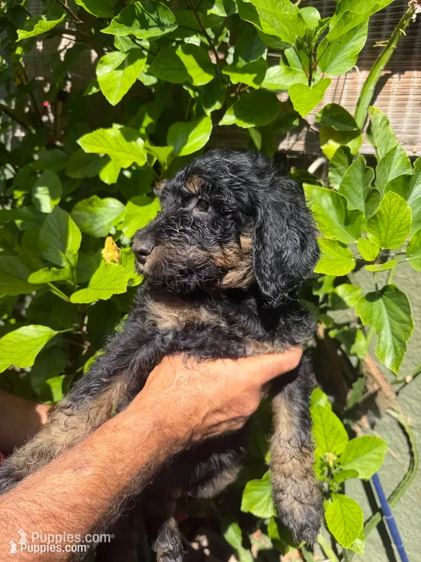 Tigger Lily – Bernedoodle puppy for sale in Whittier, CA