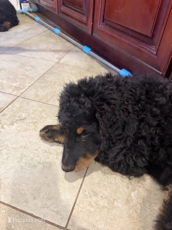 Lavender  – Bernese Mountain Dog puppy for sale in Whittier, CA