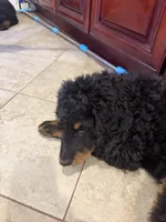 Lavender , a female Bernese Mountain Dog for sale in Whittier, CA – 1 of 1