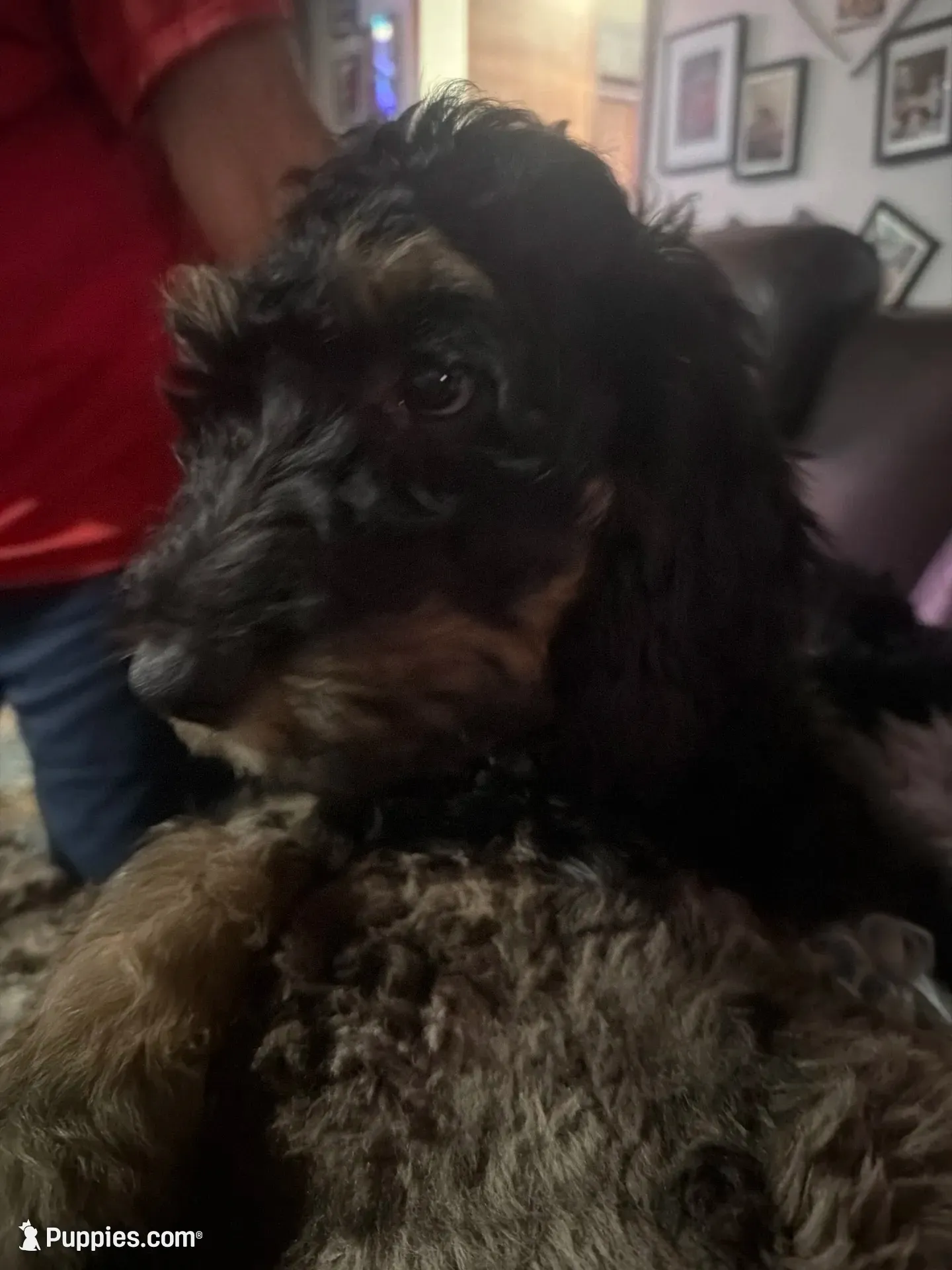 Baxter, a male Bernedoodle and Poodle - Standard  for sale in Whittier, CA – 3 of 4