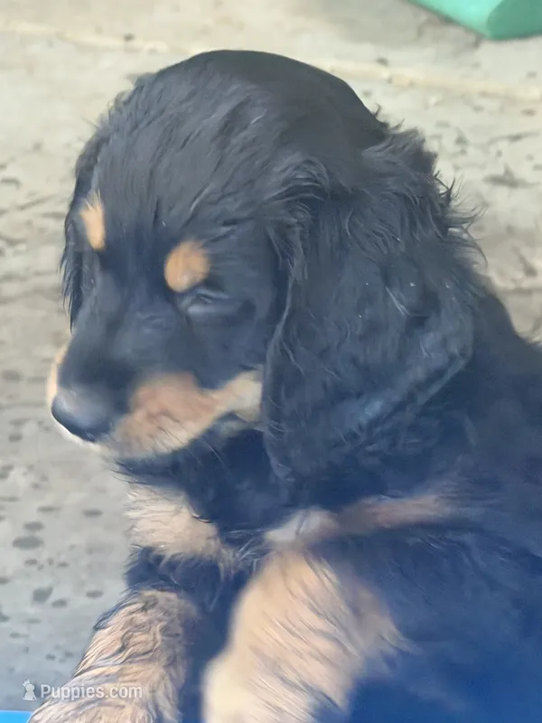Reba – Bernedoodle puppy for sale in Whittier, CA