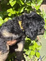 yellow , a male Bernedoodle for sale in Whittier, CA – 3 of 3