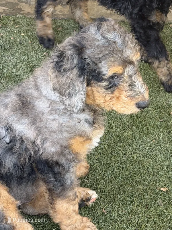 LD – Bernese Mountain Dog, Poodle - Multi-Colored Standard puppy for sale in Whittier, CA