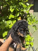 Reba, a female Bernedoodle for sale in Whittier, CA – 2 of 6