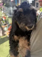 turq, a male Bernedoodle and Poodle - Standard  for sale in Whittier, CA – 3 of 3