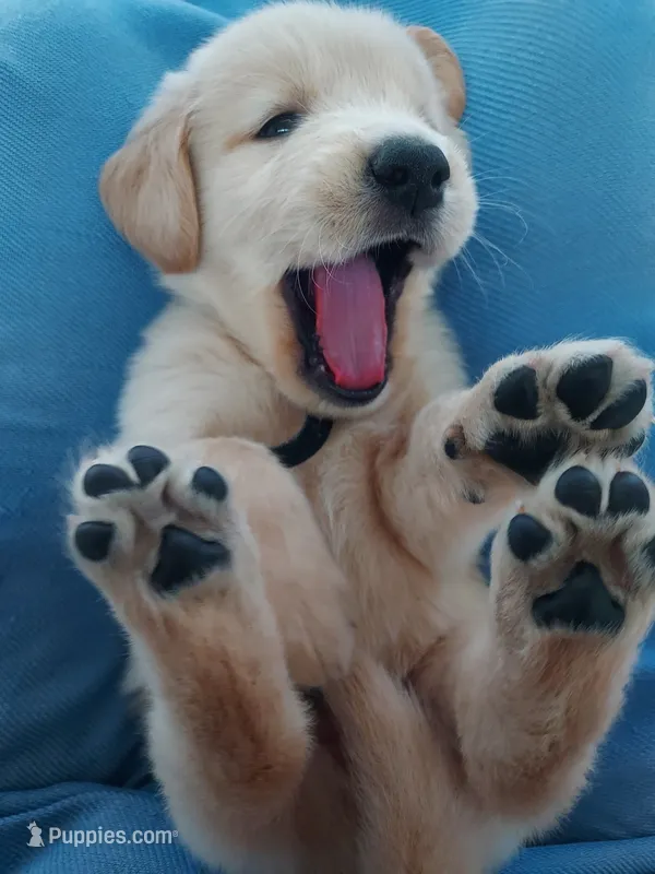 Happy Bass Goldens – Golden Retriever puppy for sale in Grant, MI